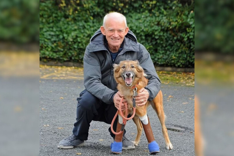 Cachorro Cola pode correr livremente com novo par de próteses