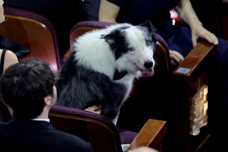 O cão da raça border collie está na cerimônia do Oscar que está sendo realizada neste domingo, 10