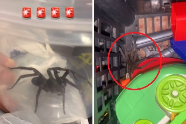 A aranha estava na caixa de brinquedos da criança; menino foi levado ao hospital após picada