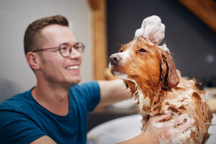 Alguns cuidados são importantes para evitar pulgas e carrapatos no cachorro (Imagem: Jaromir Chalabala | Shutterstock)