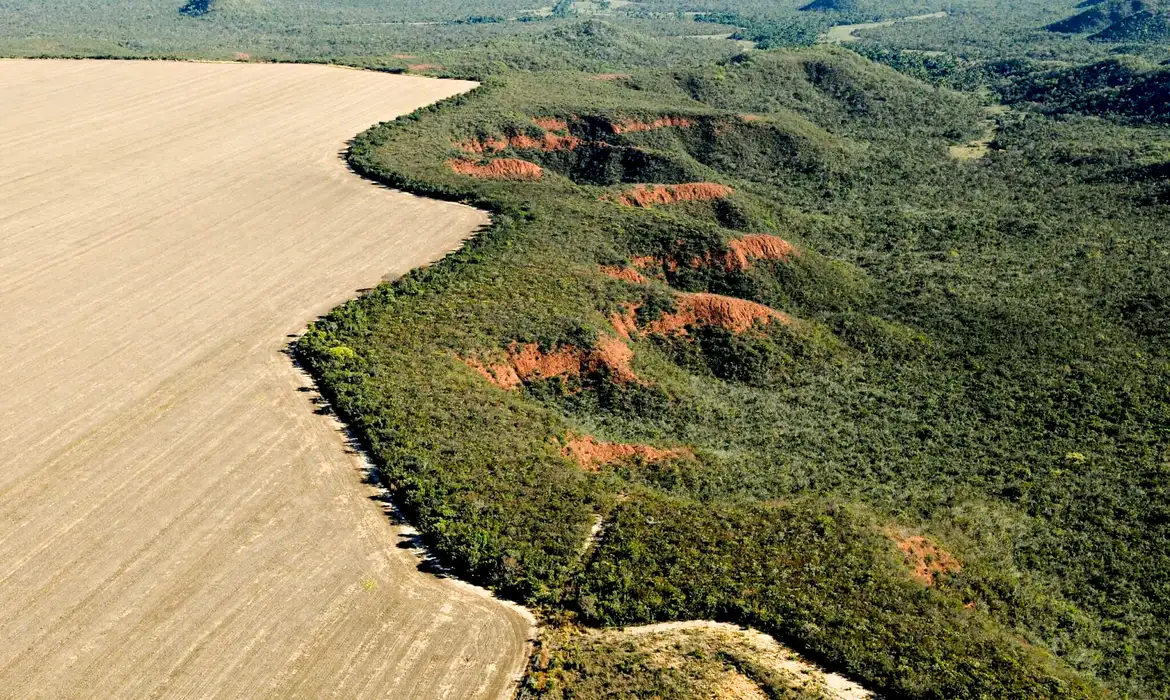 Cerrado tem alta de 19% nos alertas de desmatamento em fevereiro (Foto: Adriano Gambarini/WWF Brasil/Divulgação)