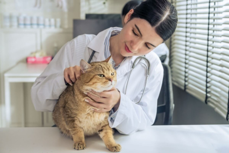 A ida ao veterinário não precisa ser estressante para o gato (Imagem: Mongkolchon Akesin | Shutterstock)