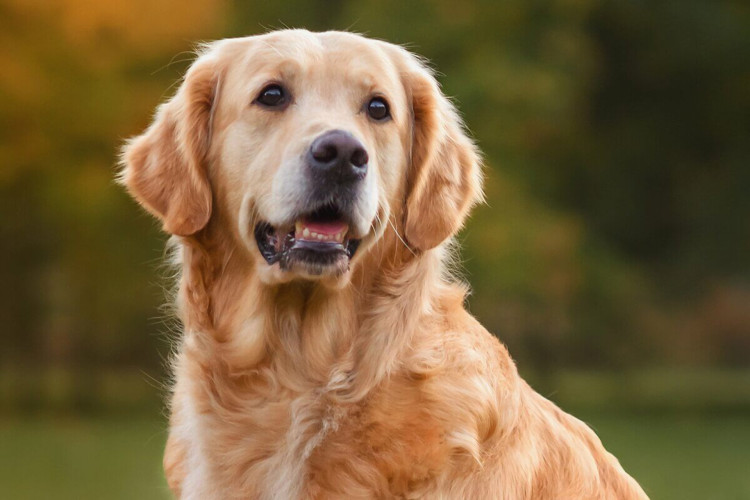 Golden retriever é uma das raças de cachorro mais famosas do mundo (Imagem: Nikaletto | Shutterstock)