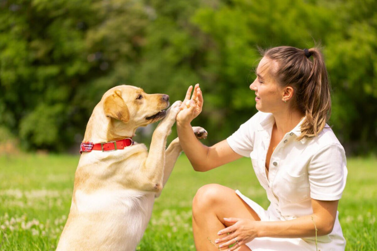 Educar os cachorros ajuda no desenvolvimento deles (Imagem: sergey kolesnikov | Shutterstock) 