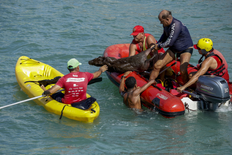 Fortaleza, CE, BR  22.03.24 - Capivara é resgatada pelo Corpo de Bombeiros na Praia do Náutico  (Fco Fontenele/OPOVO)