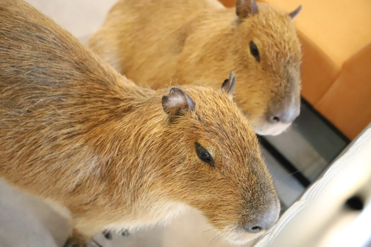 O público pode aproveitar a companhia de duas capivaras em cafeteria japonesa