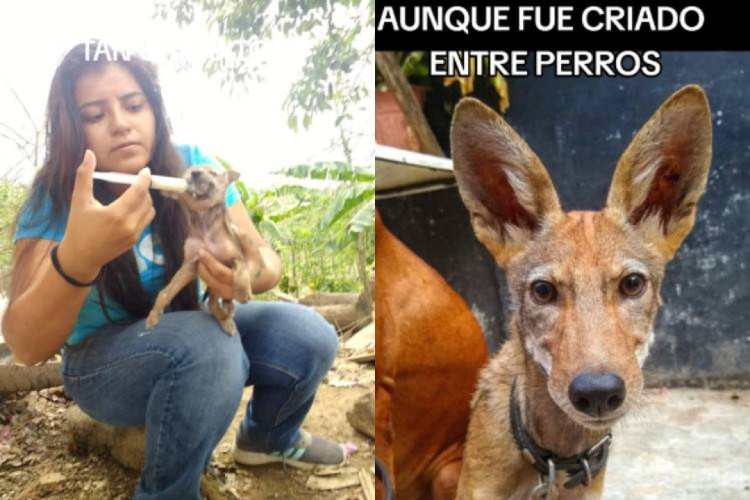 Mesmo criado entre cães domésticos, o filhote não perdeu o instinto selvagem de coiote, contou a criadora de conteúdo