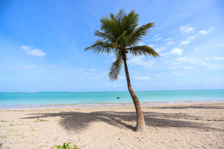 O litoral alagoano tem praias que encantam pela cor das águas (Imagem: Nobru Ferreira | Shutterstock)