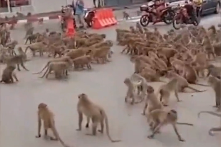 De acordo com o governo tailandês, existem atualmente 5.079 macacos em Lopburi.