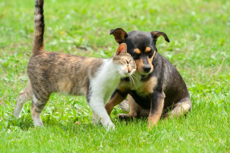 Abandono de animais no Brasil revela falta de posse responsável (Imagem: daily_creativity | Shutterstock)