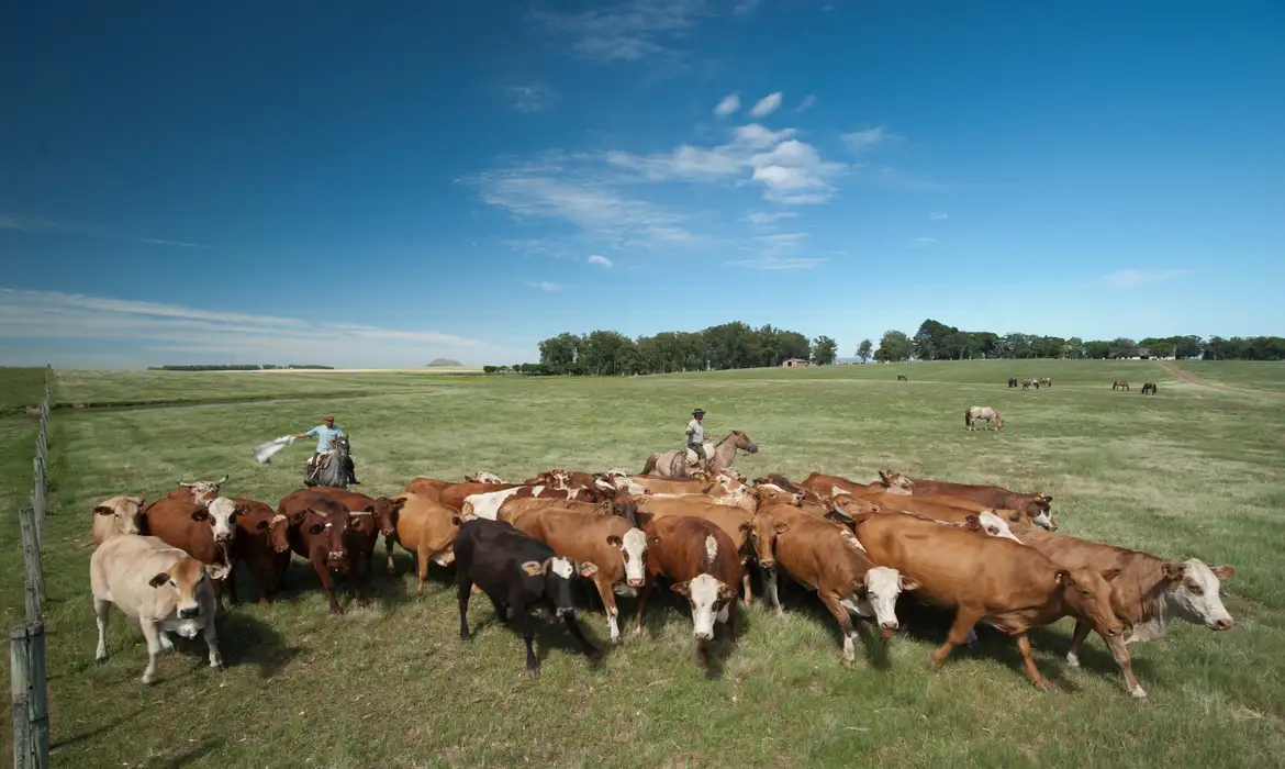 Subsídios da UE favorecem pecuária em detrimento da agricultura