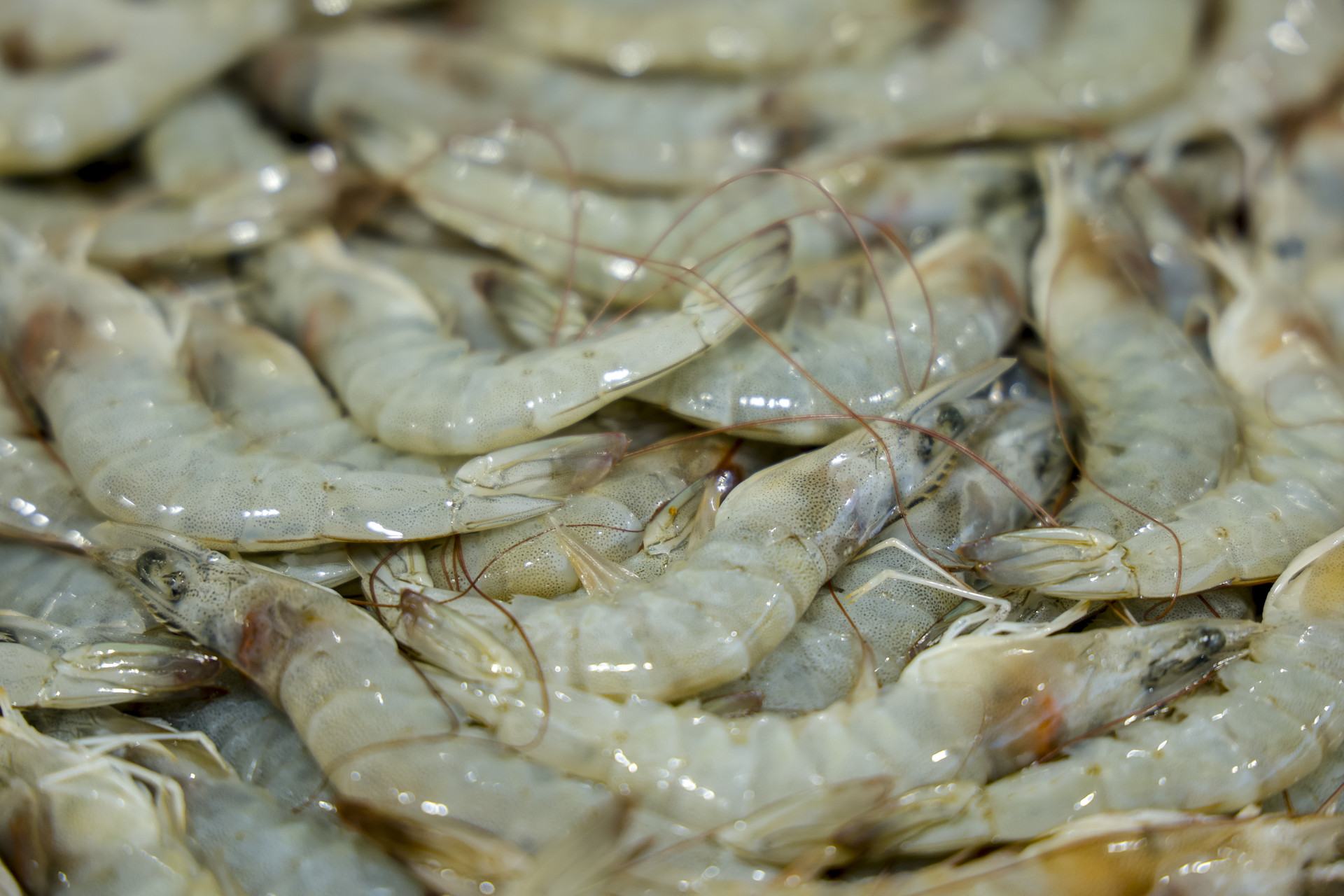 ￼CEARÁ concentra 54% do cultivo do crustáceo  (Foto: FCO FONTENELE)