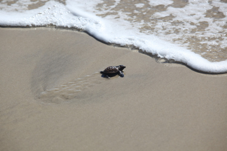 ￼A ÚLTIMA tartaruguinha a entrar no mar causou apreensão nos banhistas