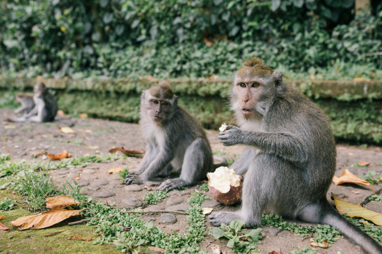  Macacos entraram na cozinha da família em busca de comida (Imagem de apoio ilustrativo)