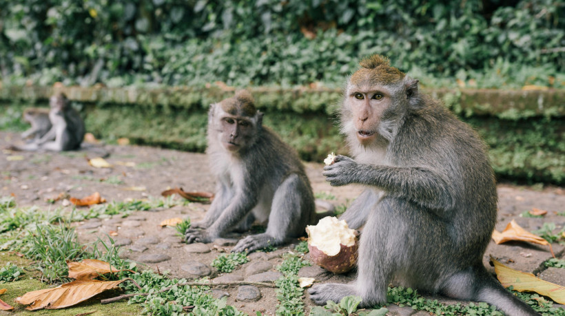 Foto de apoio ilustrativo. Moradores de Lopburi, na Tailândia, sofrem as consequências de uma crescente e agressiva população de macacos