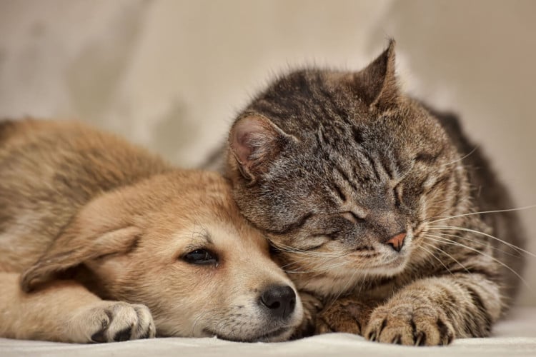 Castrar cachorros e gatos é fundamental para garantir a saúde deles (Imagem: Anna Krivitskaya | Shutterstock)