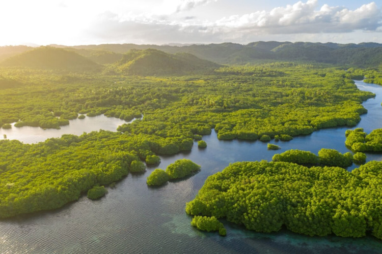 O Amazonas é um santuário de biodiversidade e cultura (Imagem: Valentin Ayupov | Shutterstock)