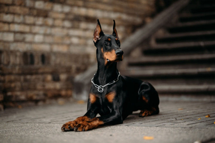 Os cachorros de grande porte precisam de alguns cuidados especiais devido ao seu tamanho (Imagem: Jelizaveta Karakaja | Shutterstock)