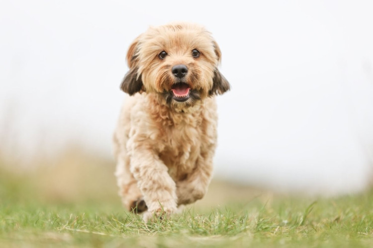 Deve-se avaliar as características físicas e comportamentais do cão para conhecer sua provável origem (Imagem: Dyrefotografi | Shutterstock)