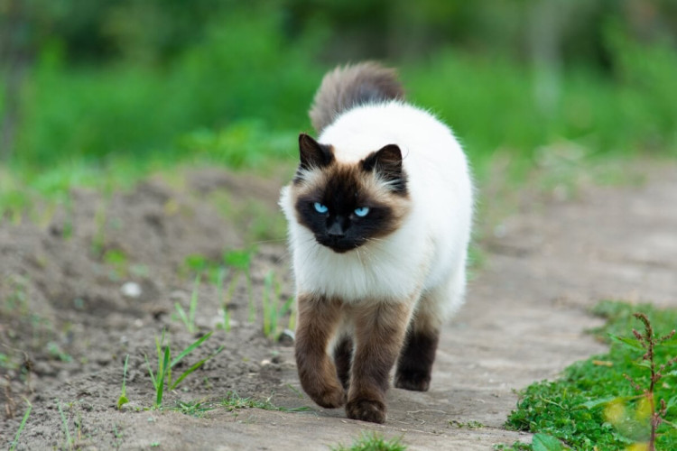 Para proteger a saúde e a segurança dos gatos, é essencial evitar seu acesso livre às ruas (Imagem: ecuadorplanet | Shutterstock)