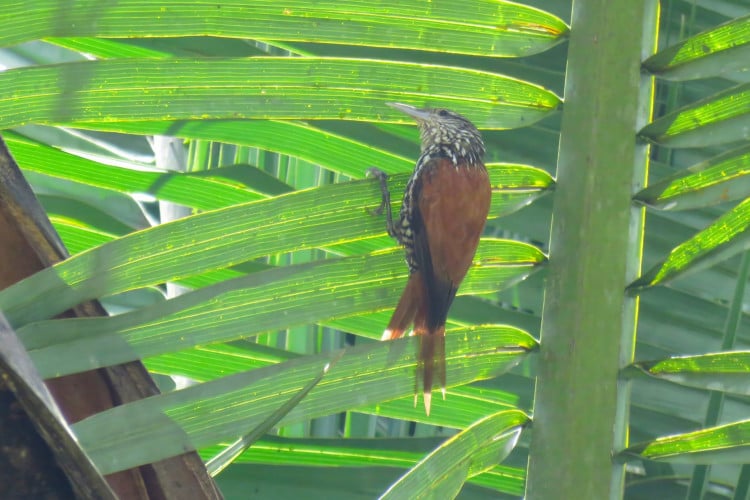 Pássaro Limpa-folha-do-buriti fotografado nas folhas de uma palmeira 