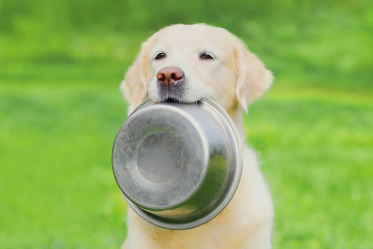 Má alimentação está entre os principais vilões do sobrepeso entre os pets (Imagem: Rohappy | Shutterstock) 