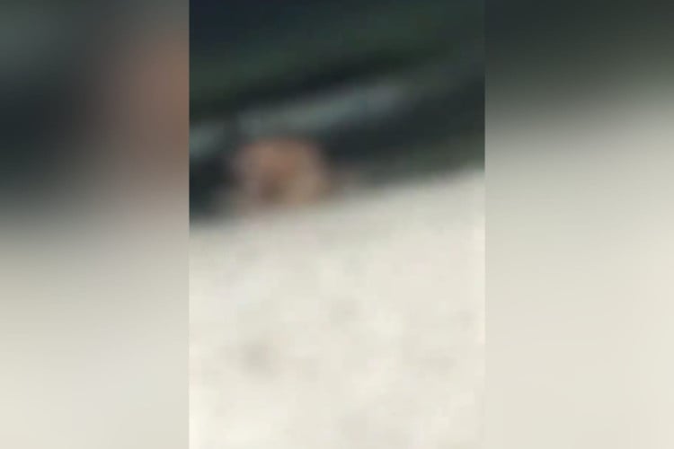 Caso aconteceu na noite do dia 14 de abril, quando um casal foi flagrado tendo relações sexuais na Praia da Ponta Verde. Homem foi identificado pela Polícia Civil de Alagoas