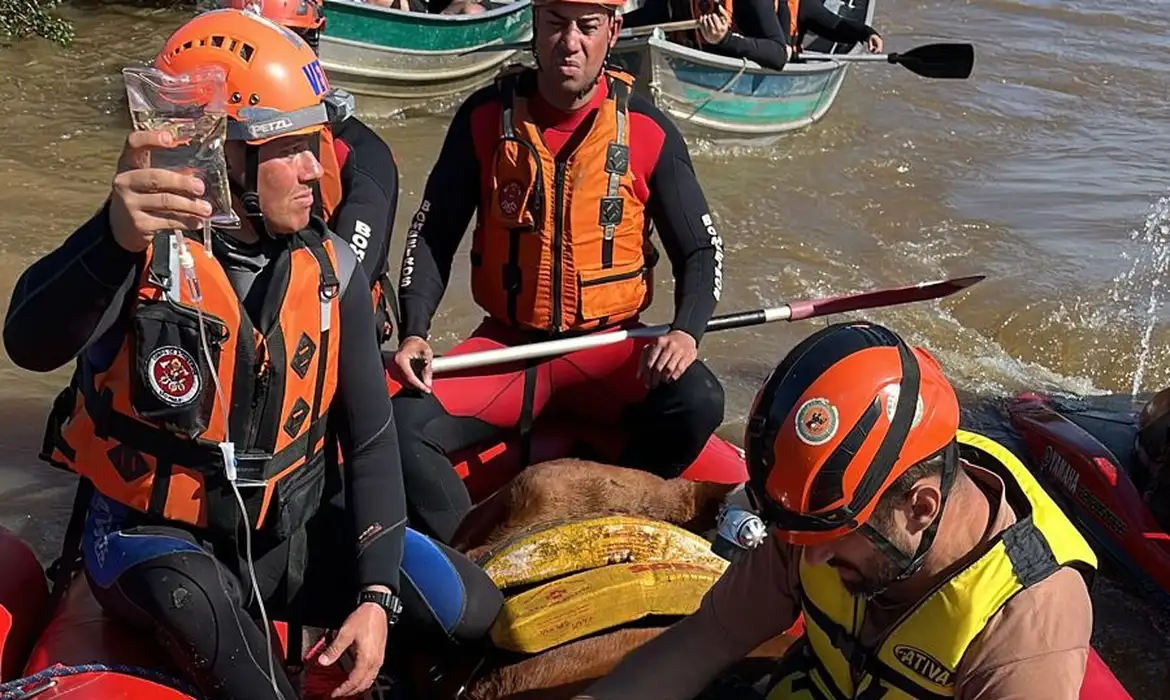 Cavalo Caramelo é resgatado de telhado de casa no Rio Grande do Sul