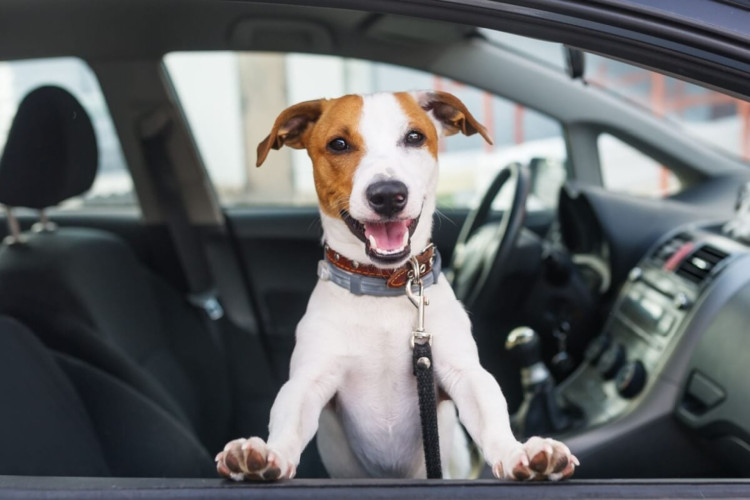 Adotar alguns cuidados ao andar de carro com animais ajuda a evitar acidentes (Imagem: Kazlova Iryna | Shutterstock)