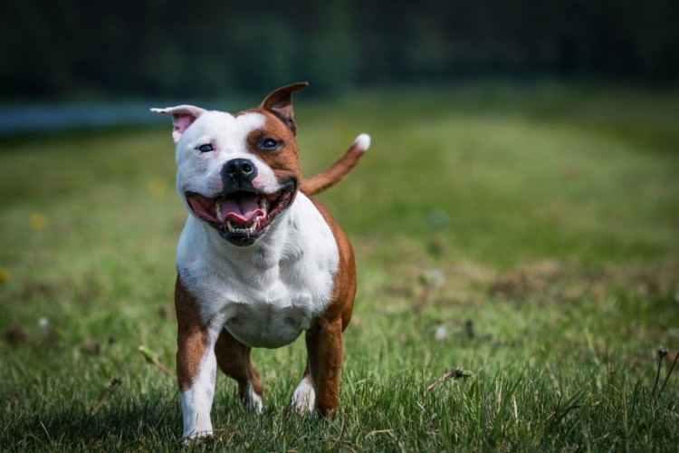 O comportamento dos cachorros é influenciado pelo ambiente de criação (Imagem: Eve Photography | Shutterstock) 