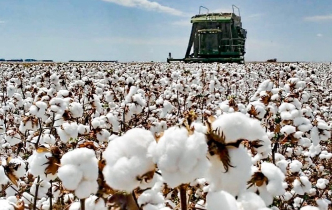 A produção de algodão do Brasil na safra 2024/25 está prevista para atingir o recorde de 16,7 milhões de fardos de 218 kg  (480 libras).