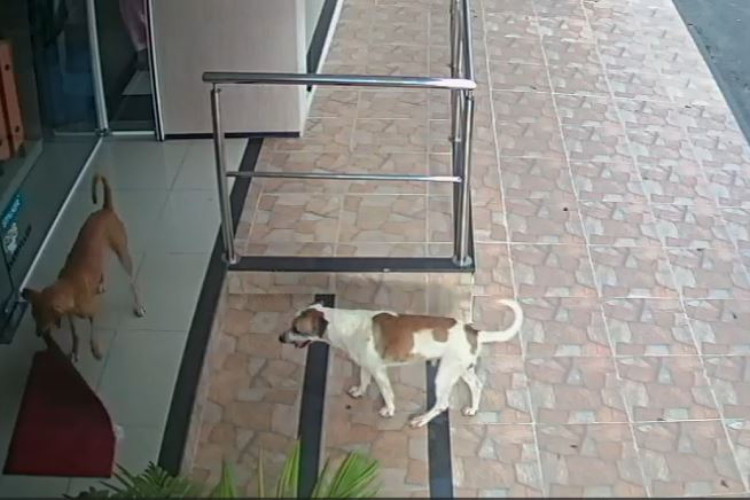 Imagens de cachorros roubando tapete na frente de loja em Reriutaba