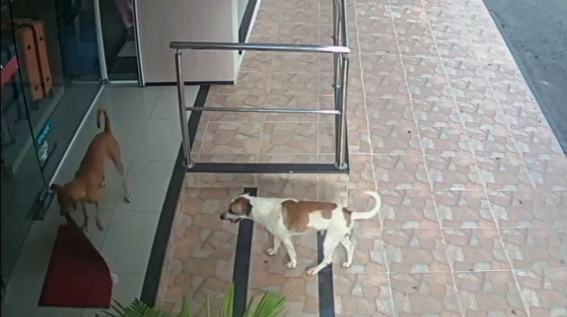 Imagens de cachorros roubando tapete na frente de loja em Reriutaba 