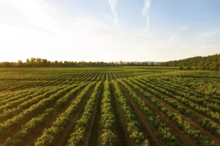 Graças à tecnologia, os cientistas conseguem rastrear desde a região de origem dos vinhos até a vinícola onde foram feitos. 