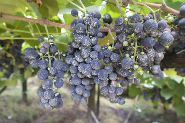 Elementos como a qualidade e tipo das uvas, solo, microclima e processo de vinificação são analisados pela IA para distinguir as bebidas.