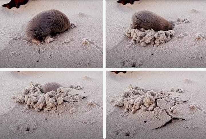 A aparição deixou a comunidade científica esperançosa quanto à sobrevivência da espécie. Essa toupeira costuma gostar de praias arenosas e matagais áridos, e justamente considerando seus hábitos de ficar sempre na areia, é muito difícil encontrá-la.