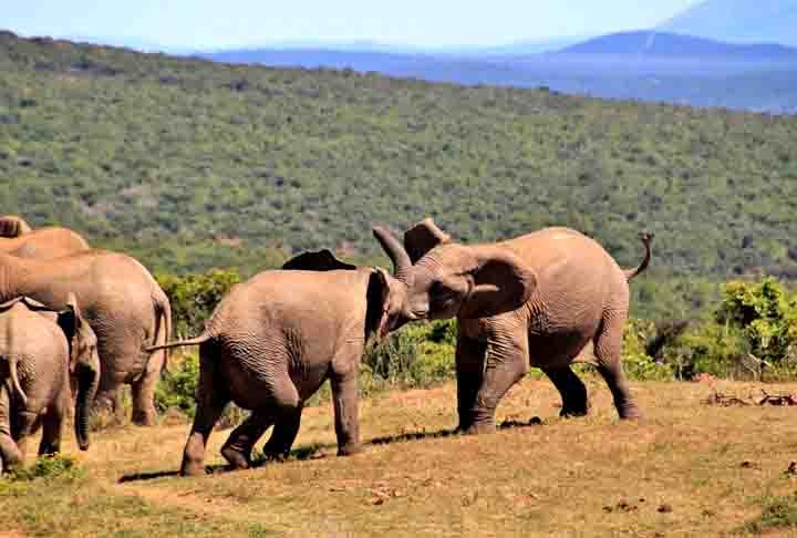 Com um ecossistema predominantemente de pradaria, e o Parque Nacional Kruger como a principal reserva de animais e plantas, a fauna da África do Sul é uma das mais extensas. Diante disso, é um dos países com mais animais silvestres do planeta.