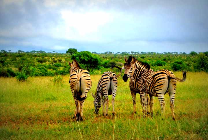 O Kruger cobre uma área de 20 mil km² e é um dos principais pontos turísticos de toda África do Sul, a nordeste do país. Multidões de visitantes frequentam o local para ver os famosos “big five” – “cinco gigantes”: o elefante, o leão, o leopardo, o rinoce