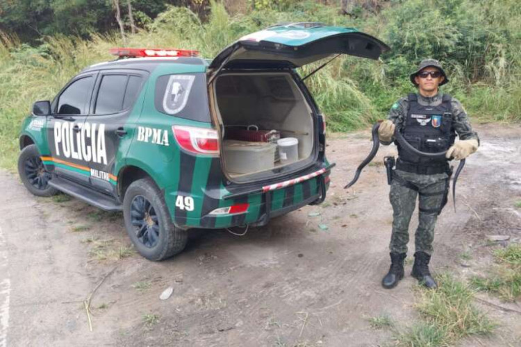 Capivara e cobra são resgatadas por policiais em Juazeiro do Norte e Maracanaú