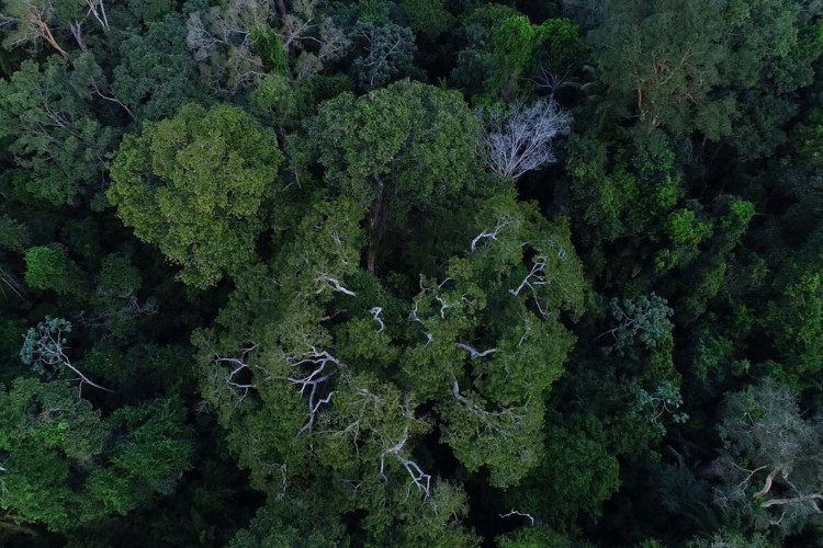 BNDES anuncia entidades escolhidas para recuperar floresta amazônica