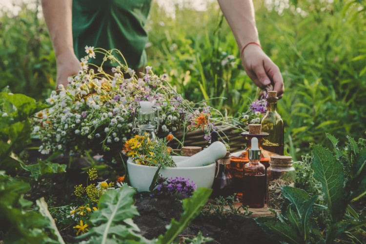 O consumo de ervas medicinais traz diversos benefícios para a saúde (Imagem: Tatevosian Yana | Shutterstock) - Portal EdiCase