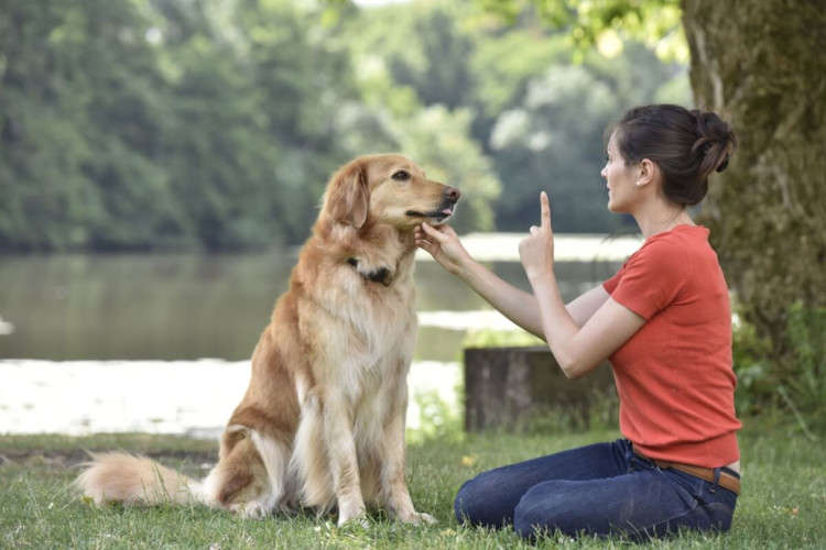 Alguns comandos são importantes para garantir que o cachorro se comporte bem (Imagem: goodluz | Shutterstock)