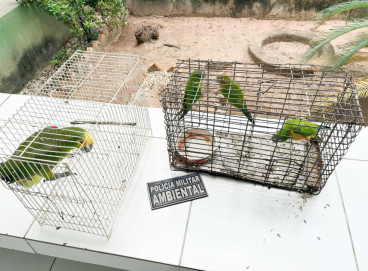 Mulher é detida em Crateús por criação irregular de pássaros silvestres 