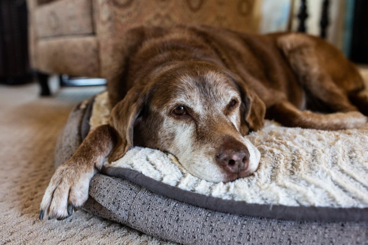 Cães idosos necessitam de alguns cuidados específicos (Imagem: Cavan-Images | Shutterstock)