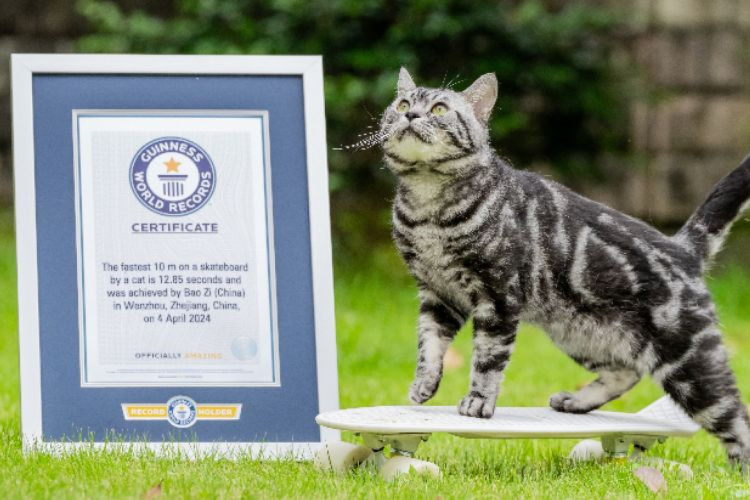  Apesar da aparência fofa, o felino é ousado e gosta de explorar
