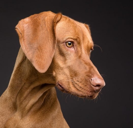 Cientistas afirmam que há animais no planeta com habilidades que os colocam como os mais inteligentes, depois dos seres humanos. Listamos alguns pra você conhecer.