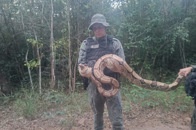 Uma cobra da espécie jibóia, foi encontrado em sítio no município de Barbalha.
