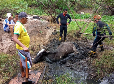 Resgate de vaca atolada em lamaçal em Crateús 