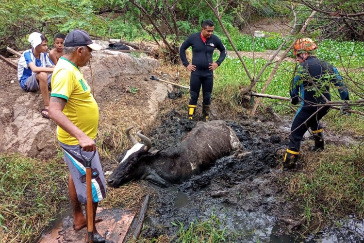 Resgate de vaca atolada em lamaçal em Crateús