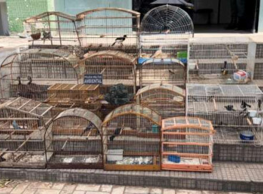 Pássaros resgatados pela PM em Juazeiro do Norte 